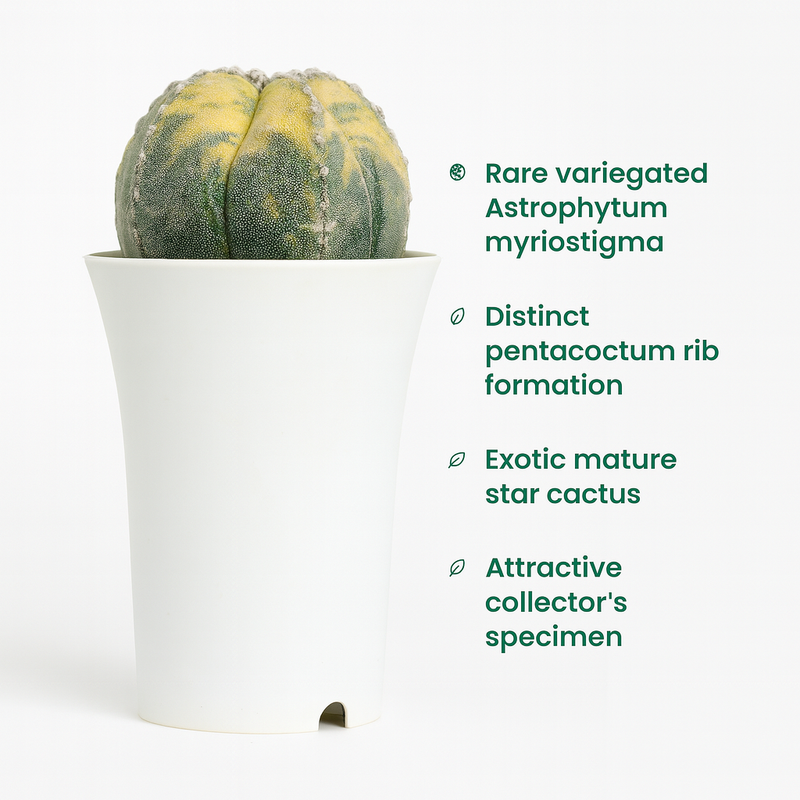 Astrophytum myriostigma pantacostum verigated