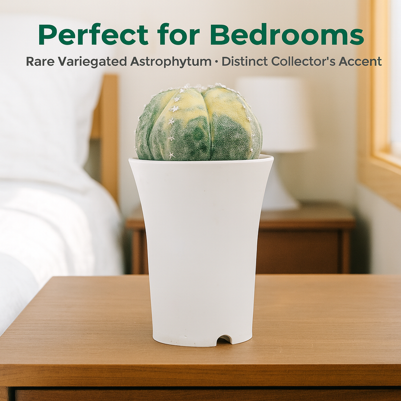 Astrophytum myriostigma pantacostum verigated