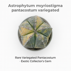 Astrophytum myriostigma pantacostum verigated