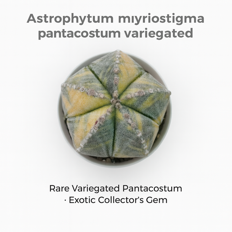 Astrophytum myriostigma pantacostum verigated