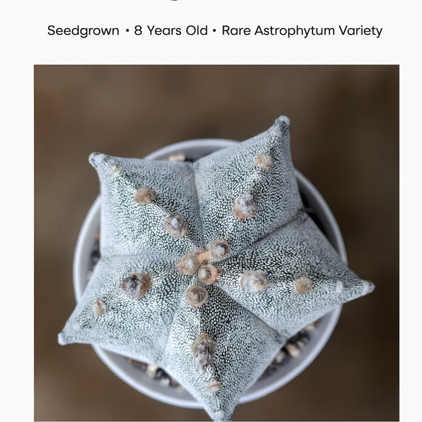 Astrophytum myriostigma pentacostum