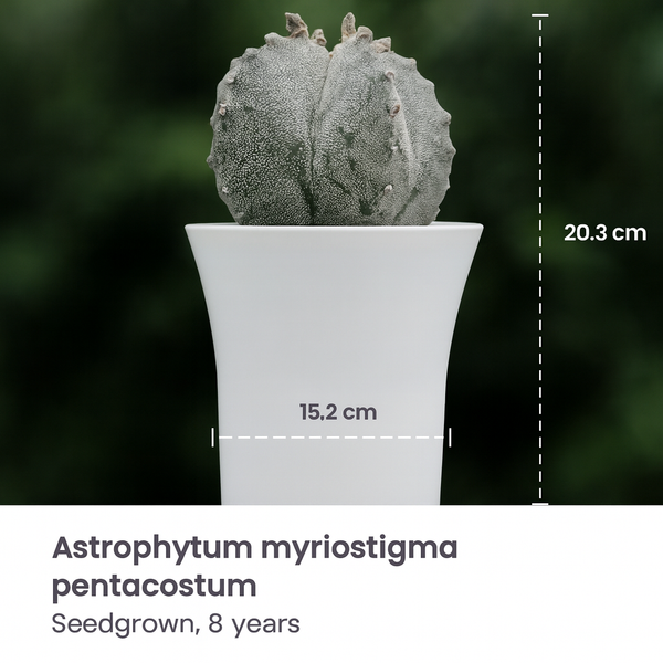 Astrophytum myriostigma pentacostum