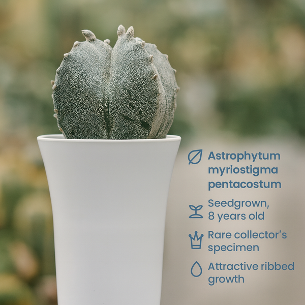 Astrophytum myriostigma pentacostum