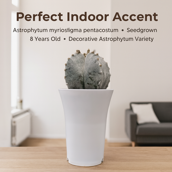 Astrophytum myriostigma pentacostum