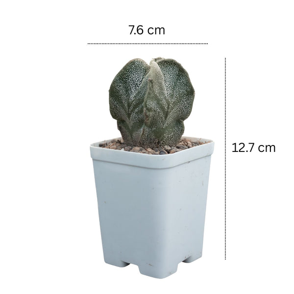 Astrophytum myriostigma pantacostum