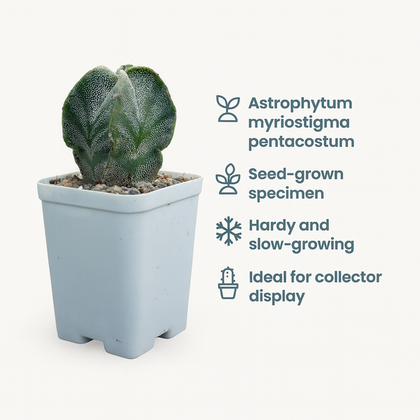 Astrophytum myriostigma pantacostum