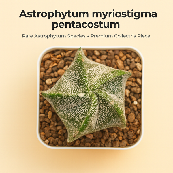 Astrophytum myriostigma pantacostum