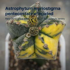Astrophytum myriostigma pentecostal variegated