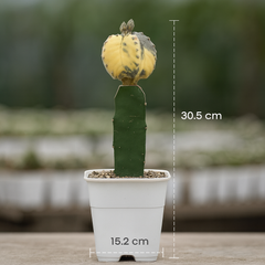 Astrophytum myriostigma pentecostal variegated