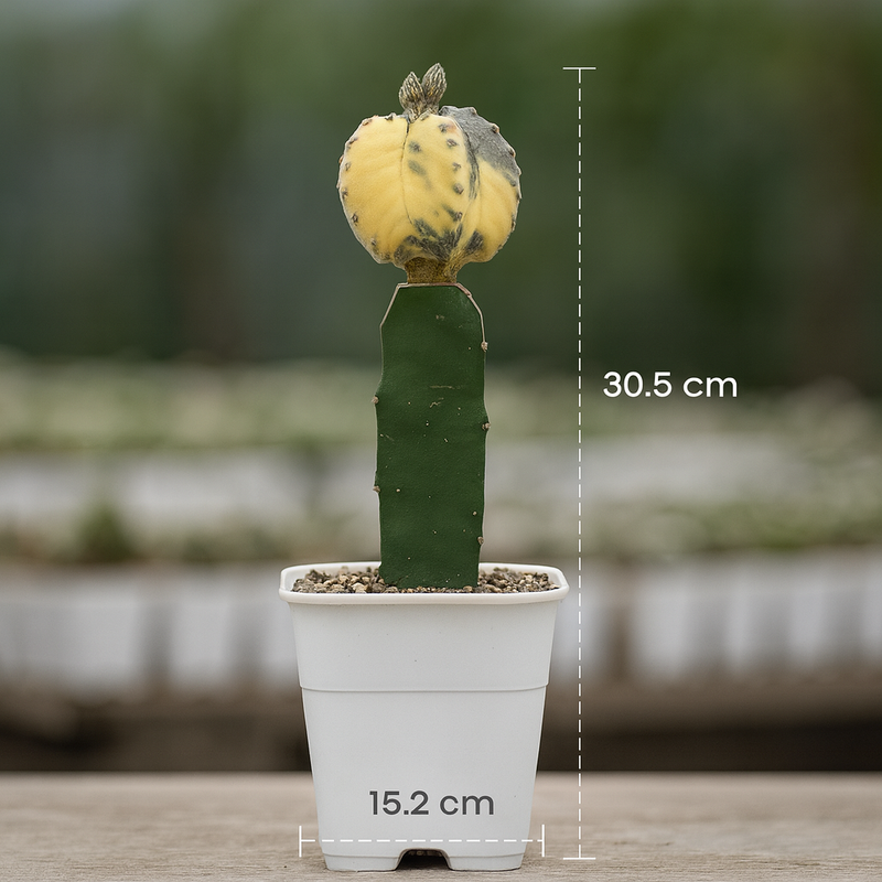 Astrophytum myriostigma pentecostal variegated