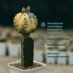 Astrophytum myriostigma pentecostal variegated