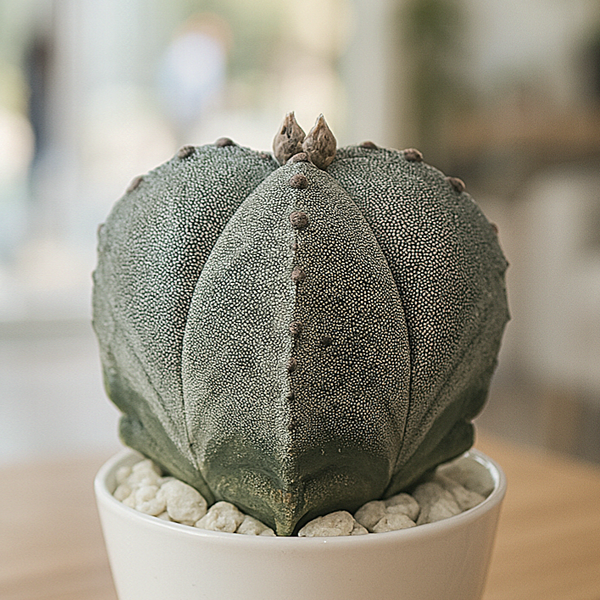 Astrophytum myriostigma quadricostatum