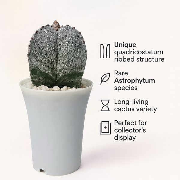 Astrophytum myriostigma quadricostatum