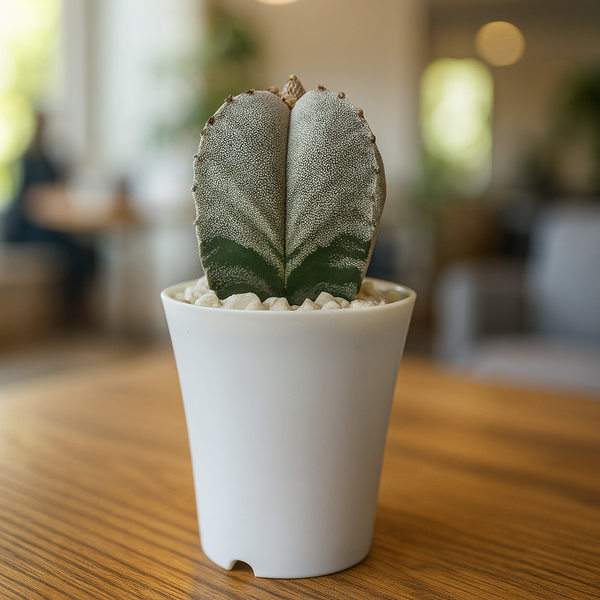Astrophytum myriostigma quadricostatum