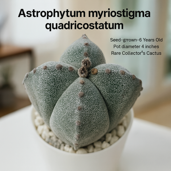 Astrophytum myriostigma quadricostatum