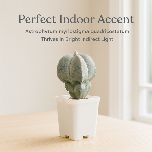 Astrophytum myriostigma pentacostum