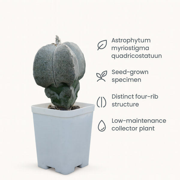 Astrophytum myriostigma pentacostum