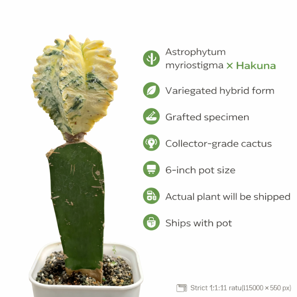 Astrophytum myriostigma x hakuna variegate