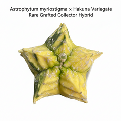 Astrophytum myriostigma x hakuna variegate