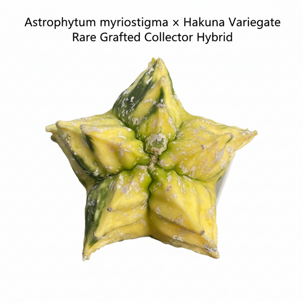 Astrophytum myriostigma x hakuna variegate
