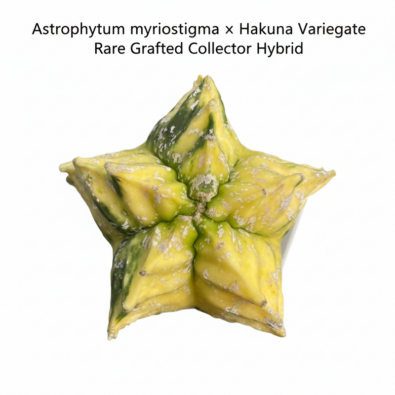 Astrophytum myriostigma x hakuna variegate