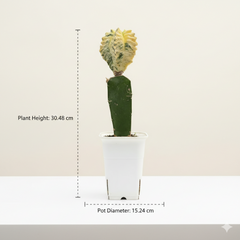 Astrophytum myriostigma x hakuna variegate