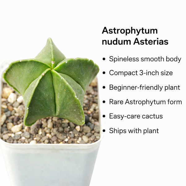 Astrophytum nudam pantacostum