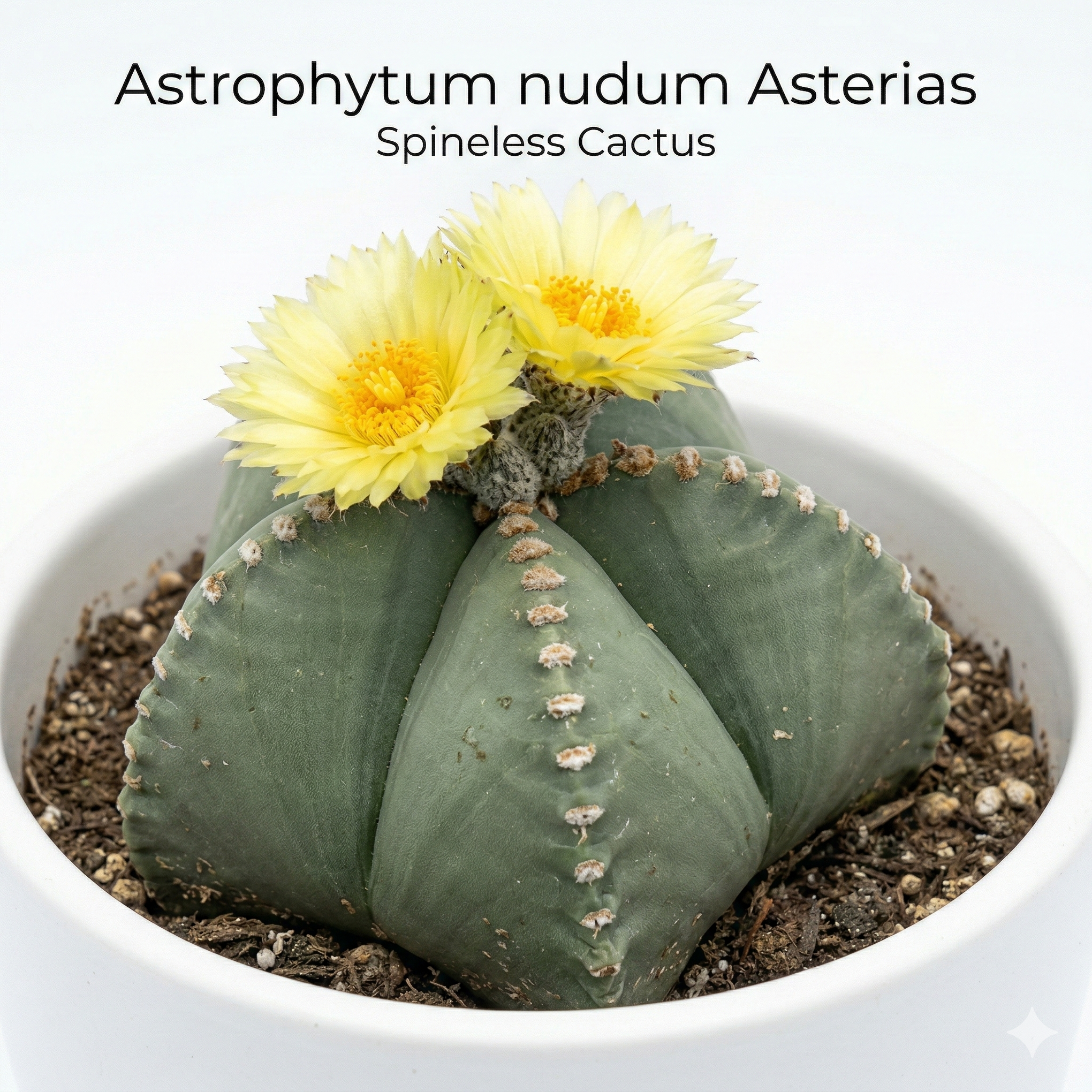 spineless succulents Astrophytum Nudum Pentacostum – Rare Spineless Cactus – Samarth Cactus Nursery