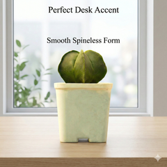 Astrophytum nudam pantacostum