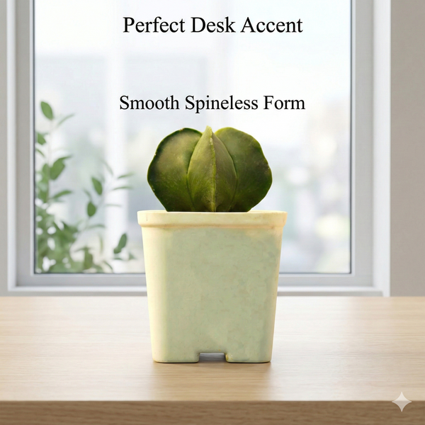 Astrophytum nudam pantacostum