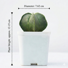 Astrophytum nudam pantacostum