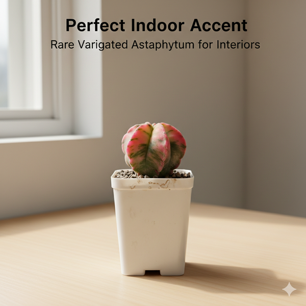 Astrophytum nudam pentecostal variegated