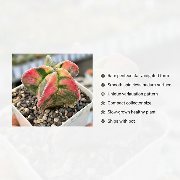 Astrophytum nudam pentecostal variegated