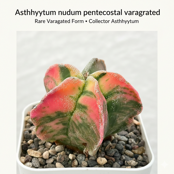 Astrophytum nudam pentecostal variegated