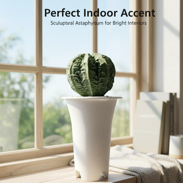 Rare Astrophytum, Collector's Cactus, Star Cactus, Gifts for Plant Lovers, Haku Fukuryu.