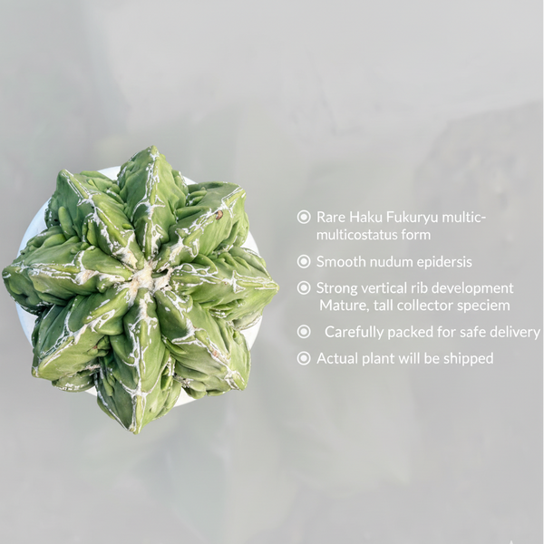 Astrophytum Haku Fukuryu - Rare Variegated Star Cactus (F.6877)