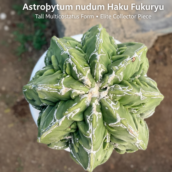 Astrophytum Haku Fukuryu cactus - Samarth Cactus Nursery