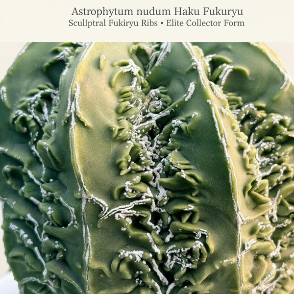 Close-up of Haku Fukuryu rib patterns on Astrophytum specimen