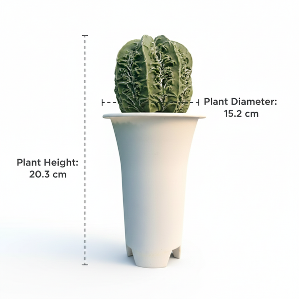 Cactus plant in a pot with measurements labeled on a white background