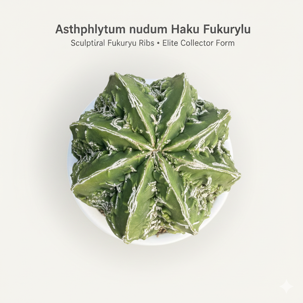 Rare Astrophytum Haku Fukuryu [Insert Code] Star Cactus - Samarth Cactus Nursery India.