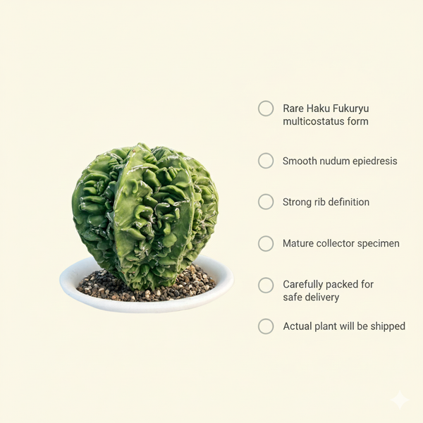 Astrophytum varieties, Big specimen Collector's Plants, and Different varieties of Cactus