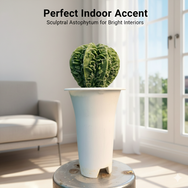 Decorative plant in a modern living room with text 'Perfect Indoor Accent'.