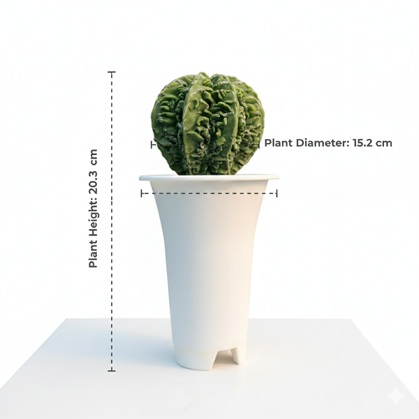 Green cactus in a white pot with measurements on a white background
