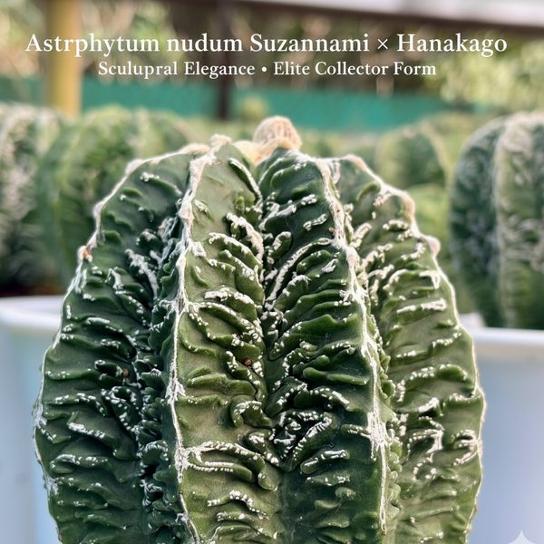 Top view of 6-inch Astrophytum Suzannami Hanakago specimen showing unique rib structure