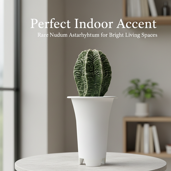 Astrophytum nudam cv Suzannami + Hanakago F.671 - Rare Hybrid Star Cactus