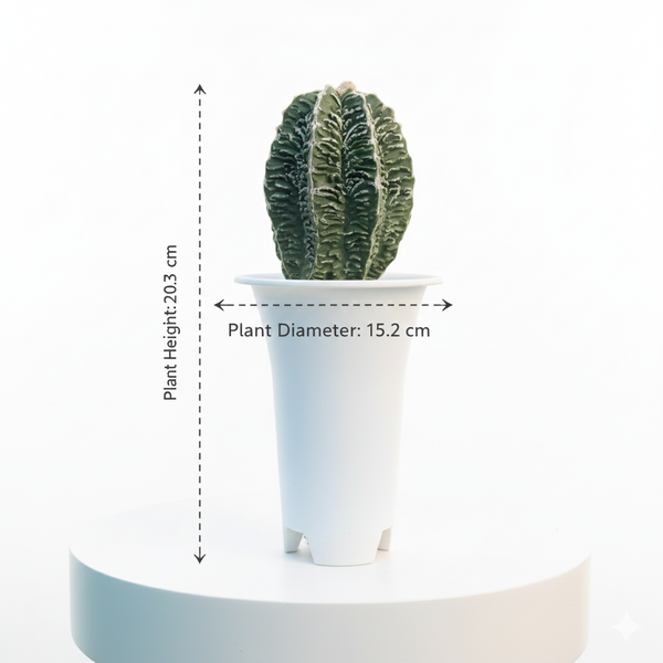 Astrophytum nudam cv Suzannami + Hanakago F.671 - Rare Hybrid Star Cactus