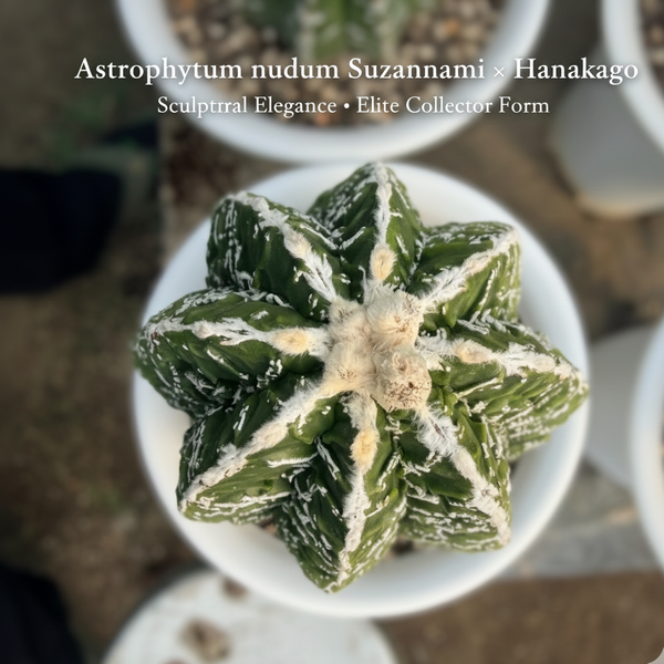Rare Astrophytum nudam cv Suzannami + Hanakago F.671 Hybrid Cactus - Samarth Cactus Nursery