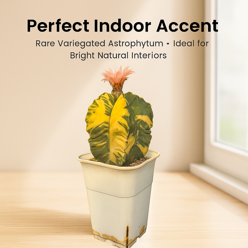 Astrophytum nudum columnare variegated