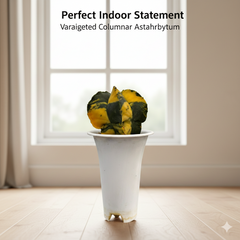 Astrophytum nudum columnare variegated