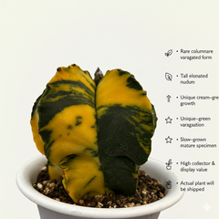 Astrophytum nudum columnare variegated